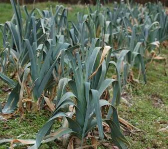 Planting Leeks Image